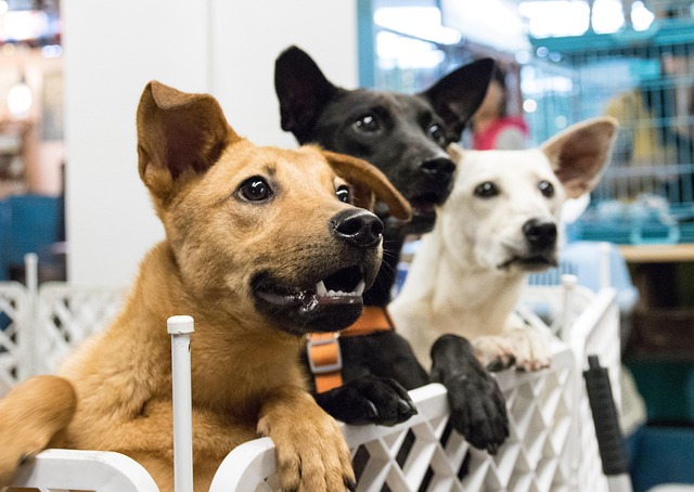 trois chiens en adoption contents et curieux.