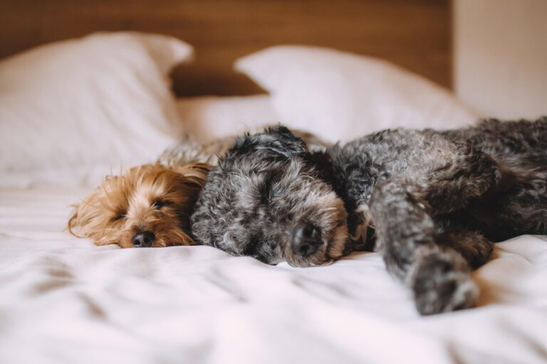 Deux chiens couchés côte à côte sur un lit.