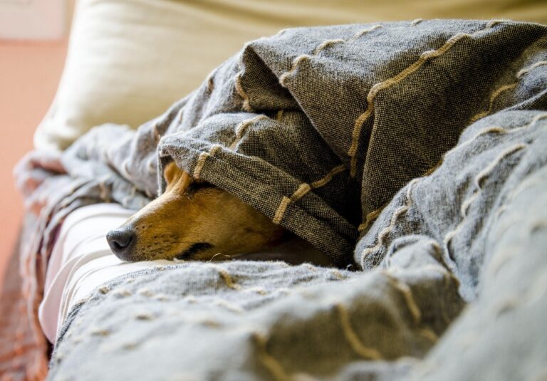 Chien qui se cache sous les couvertures.